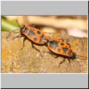 Pyrrhocoris apterus - Feuerwanze 02a Paarung - Garten.jpg